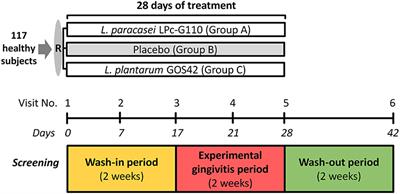 The Evaluation of the Effects of Two Probiotic Strains on the Oral Ecosystem: A Randomized Clinical Trial